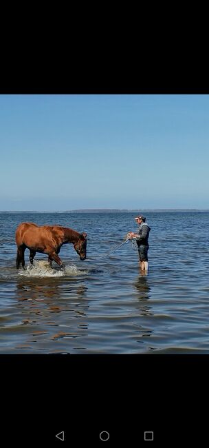 Quarter Horse Stute UK Tara Zipps Gold, Florian, Horses For Sale, Bergen auf Rügen, Image 3