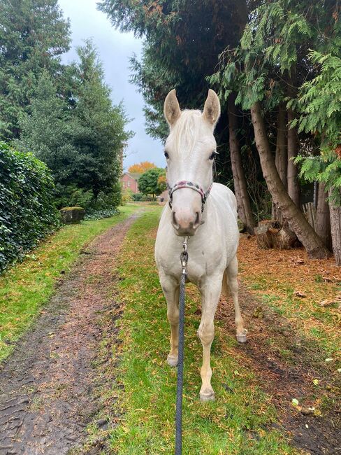 Quarter Horse Stute 1,5J. in palomino, Regina Klut , Pferd kaufen, Anderlingen, Abbildung 3