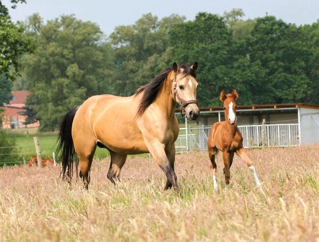 Quarter Horse Stute 1.J.palomino, super Abstammung, Regina Klut , Pferd kaufen, Anderlingen, Abbildung 6