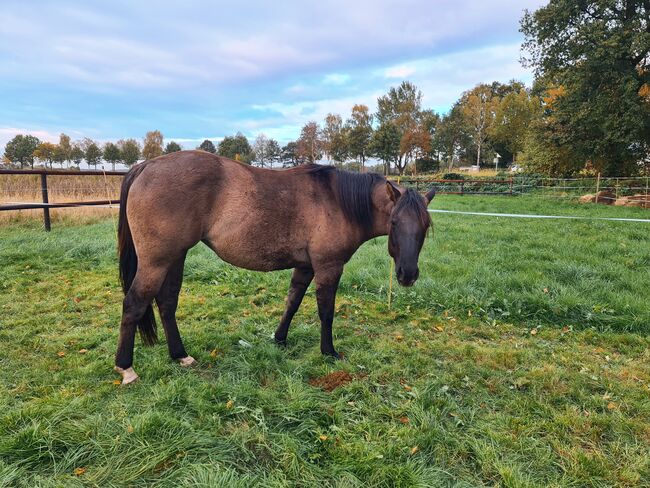 Quarter Horse Stute 2,5Jahre in der schönen Farbe Grullo, Regina Klut , Pferd kaufen, Anderlingen, Abbildung 5