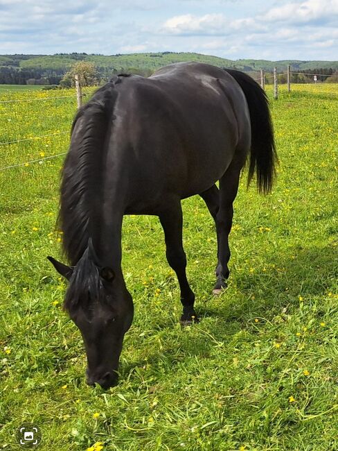 Quarter horse Stute 2j, Nadine , Pferd kaufen, Pfronstetten 