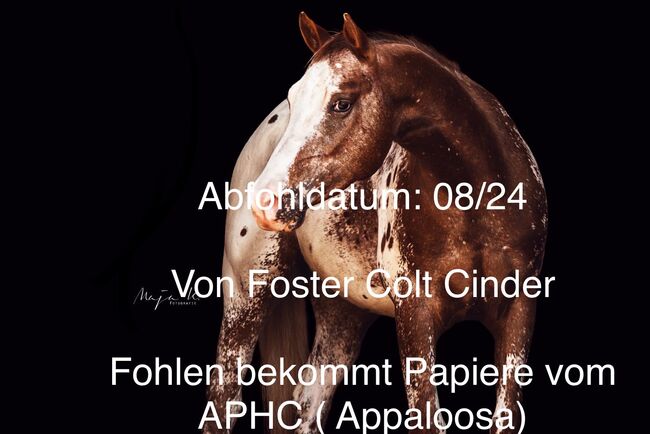 Quarter Horse Stute Allergiker Tragend, Janina, Pferd kaufen, Wunstorf, Abbildung 2