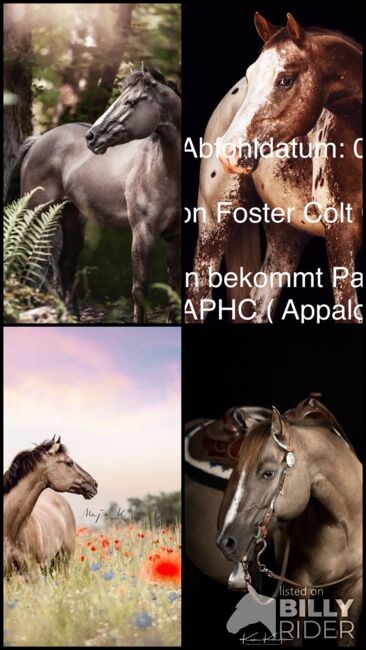 Quarter Horse Stute Allergiker Tragend, Janina, Pferd kaufen, Wunstorf, Abbildung 7