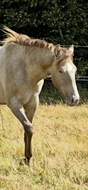 Quarter Horse Stute mit besonderer Farbe und tollem Charakter, Kerstin Rehbehn (Pferdemarketing Ost), Pferd kaufen, Nienburg, Abbildung 4