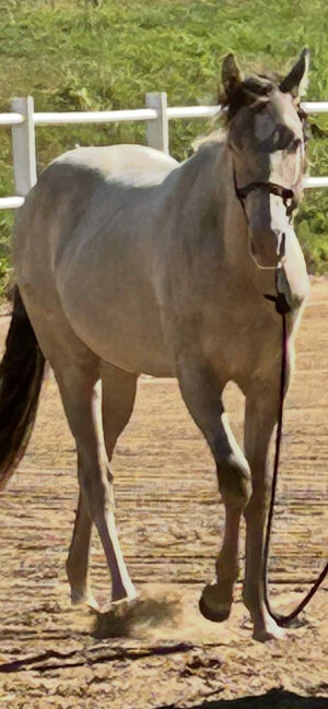 Quarter Horse Stute mit besonderer Farbe und tollem Charakter, Kerstin Rehbehn (Pferdemarketing Ost), Pferd kaufen, Nienburg, Abbildung 9