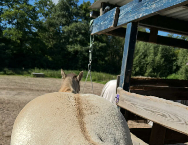 Quarter Horse Stute mit besonderer Farbe und tollem Charakter, Kerstin Rehbehn (Pferdemarketing Ost), Pferd kaufen, Nienburg, Abbildung 11