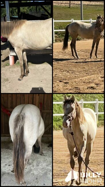 Quarter Horse Stute mit besonderer Farbe und tollem Charakter, Kerstin Rehbehn (Pferdemarketing Ost), Pferd kaufen, Nienburg, Abbildung 16