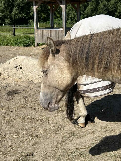 Quarter Horse Stute mit besonderer Farbe und tollem Charakter, Kerstin Rehbehn (Pferdemarketing Ost), Pferd kaufen, Nienburg, Abbildung 12