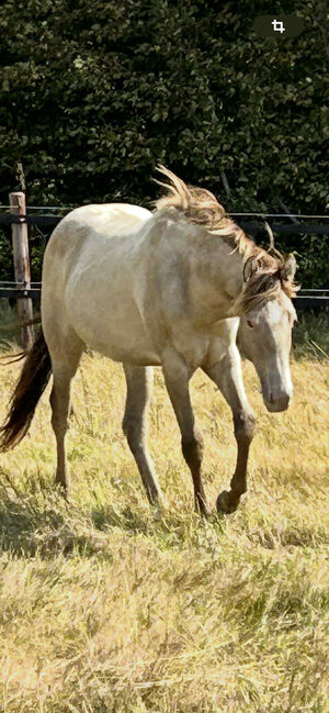 Quarter Horse Stute mit besonderer Farbe und tollem Charakter, Kerstin Rehbehn (Pferdemarketing Ost), Pferd kaufen, Nienburg, Abbildung 3