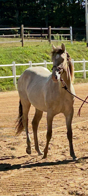 Quarter Horse Stute mit besonderer Farbe und tollem Charakter, Kerstin Rehbehn (Pferdemarketing Ost), Pferd kaufen, Nienburg, Abbildung 6