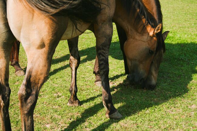 Quarter Horse  Stute    Bildschön Sonderlackierung, Wolfgang Künkel, Pferd kaufen, Preuß. Oldendorf, Abbildung 5