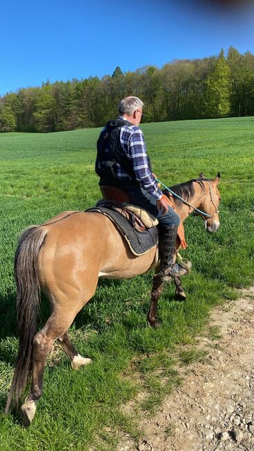 Quarter Horse  Stute    Bildschön Sonderlackierung, Wolfgang Künkel, Pferd kaufen, Preuß. Oldendorf, Abbildung 6