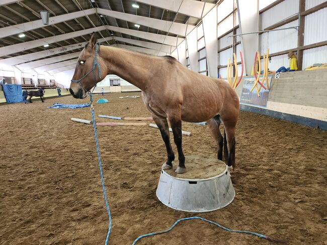 Quarter Horse  Stute    Bildschön Sonderlackierung, Wolfgang Künkel, Pferd kaufen, Preuß. Oldendorf, Abbildung 7