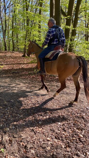 Quarter Horse  Stute    Bildschön Sonderlackierung, Wolfgang Künkel, Pferd kaufen, Preuß. Oldendorf, Abbildung 8