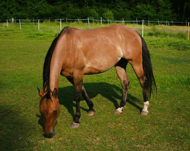 Quarter Horse  Stute    Bildschön Sonderlackierung, Wolfgang Künkel, Pferd kaufen, Preuß. Oldendorf