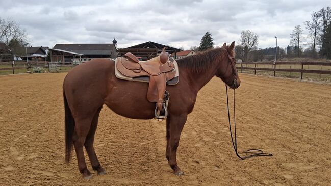 Quarter Horse Stute mit Charakter und Potenzial für Cutting & Ranch, Kerstin Rehbehn (Pferdemarketing Ost), Pferd kaufen, Nienburg