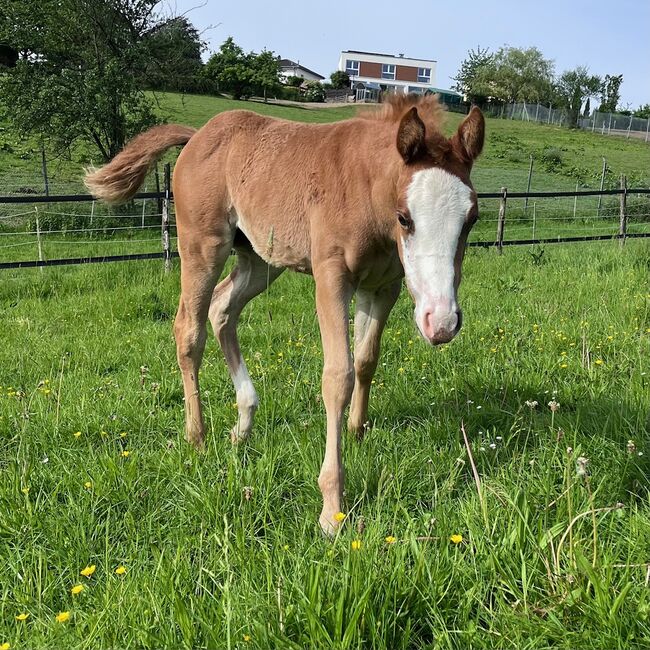 Quarter Horse Stute mit herausragender Abstammung, Kerstin Rehbehn (Pferdemarketing Ost), Pferd kaufen, Nienburg, Abbildung 7