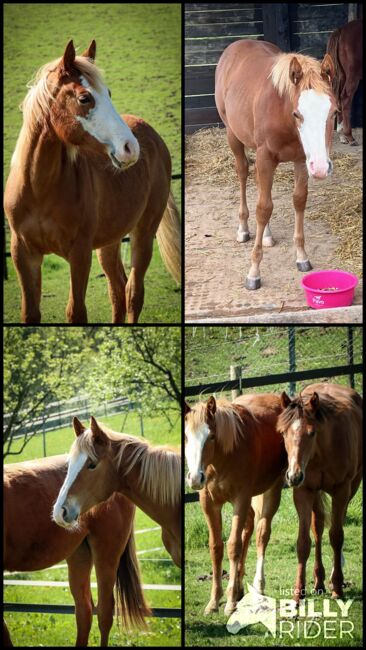Quarter Horse Stute mit herausragender Abstammung, Kerstin Rehbehn (Pferdemarketing Ost), Pferd kaufen, Nienburg, Abbildung 11