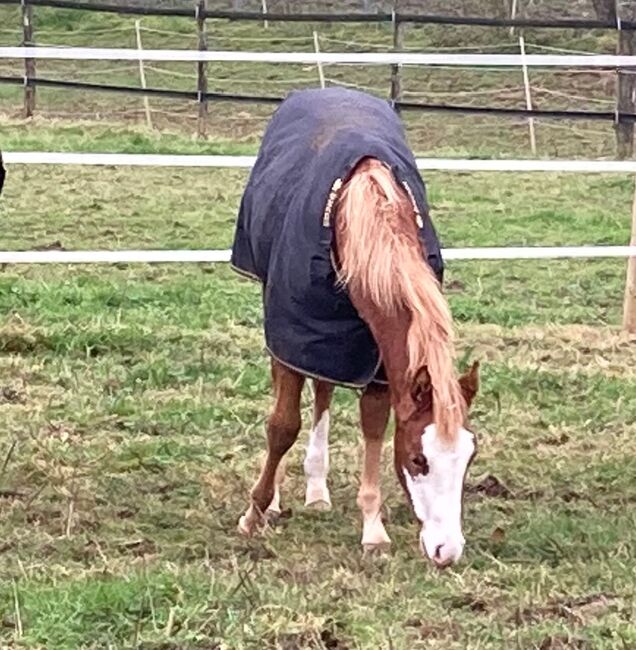 Quarter Horse Stute mit herausragender Abstammung, Kerstin Rehbehn (Pferdemarketing Ost), Pferd kaufen, Nienburg, Abbildung 5