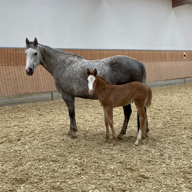 Quarter Horse Stute mit herausragender Abstammung, Kerstin Rehbehn (Pferdemarketing Ost), Pferd kaufen, Nienburg, Abbildung 10