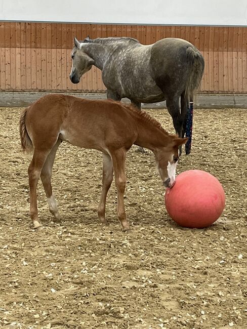 Quarter Horse Stute mit herausragender Abstammung, Kerstin Rehbehn (Pferdemarketing Ost), Pferd kaufen, Nienburg, Abbildung 9