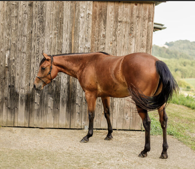 Quarter Horse Stute, Belinda Kirnbauer, Horses For Sale, Heiligenkreuz im Lafnitztal, Image 3