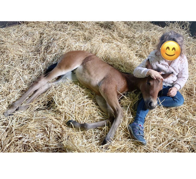 Quarter Horse Stute, Belinda Kirnbauer, Horses For Sale, Heiligenkreuz im Lafnitztal, Image 5