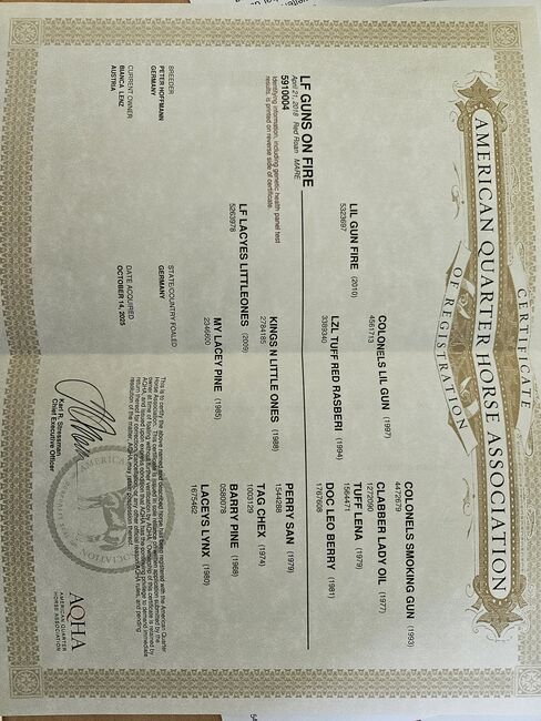 Quarter Horse Stute, Bianca Lenz , Horses For Sale, Loibes