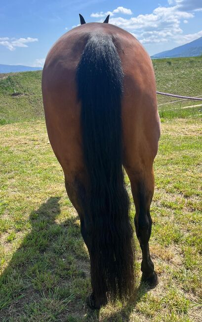 Quarter Horse Stute, Cavallo, Horses For Sale, Ebersberg, Image 4