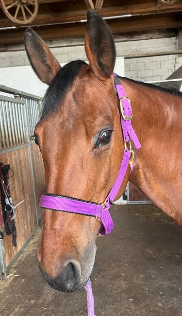 Quarter Horse Stute, Cavallo, Horses For Sale, Ebersberg, Image 3