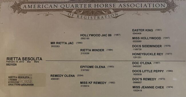 Quarter Horse Stute, Cavallo, Horses For Sale, Ebersberg, Image 5