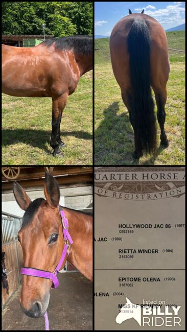 Quarter Horse Stute, Cavallo, Horses For Sale, Ebersberg, Image 6