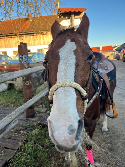 Quarter Horse Stute, L.L., Horses For Sale, Ebersberg, Image 2