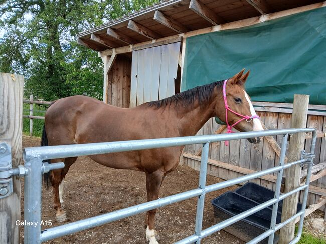 Quarter Horse Stute, L.L., Horses For Sale, Ebersberg