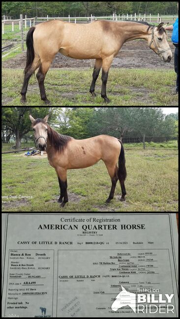 Quarter horse stute, Bianca Drenth, Horses For Sale, Szentkirály, Image 4