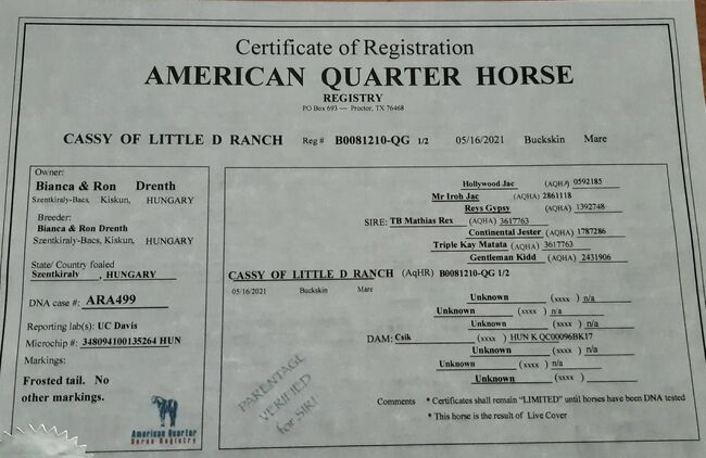 Quarter horse stute, Bianca Drenth, Horses For Sale, Szentkirály, Image 2