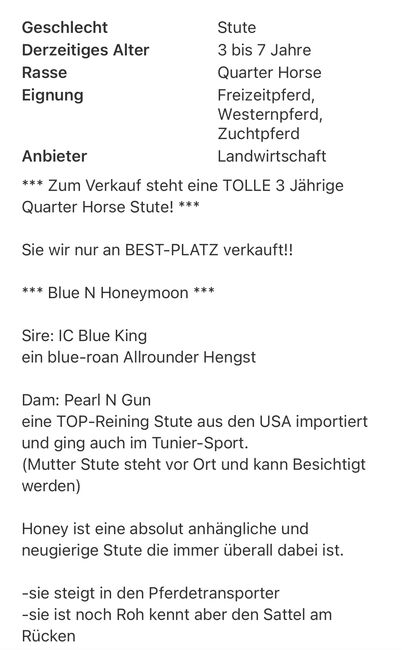 Quarter Horse Stute, Belinda Kirnbauer, Pferd kaufen, Heiligenkreuz im Lafnitztal, Abbildung 6