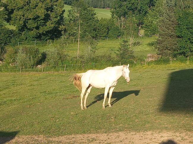 Quarter Horse Stute, Anita, Pferd kaufen, Freiwalddorf, Abbildung 3