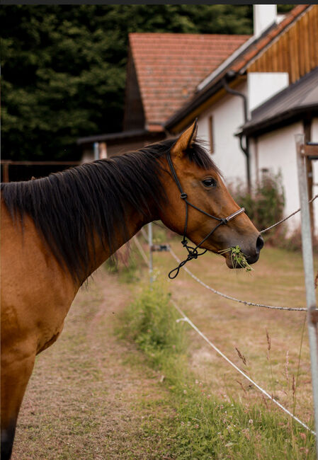 Quarter Horse Stute, Belinda Kirnbauer, Pferd kaufen, Heiligenkreuz im Lafnitztal, Abbildung 2