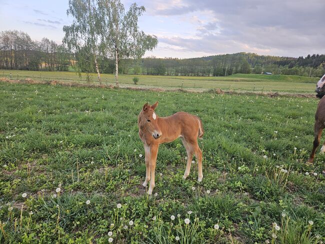 Quarter Horse Stute, Bianca Lenz , Pferd kaufen, Loibes