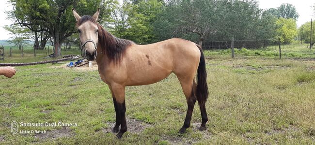 Quarter horse stute, Bianca Drenth, Pferd kaufen, Szentkirály, Abbildung 3