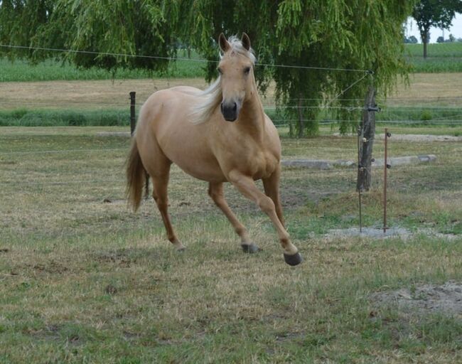 Quarter Horse Stute tragend, Diana, Pferd kaufen, Klötze, Abbildung 5