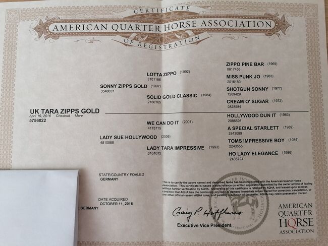 Quarter Horse Stute UK Tara Zipps Gold, Florian, Pferd kaufen, Bergen auf Rügen, Abbildung 4