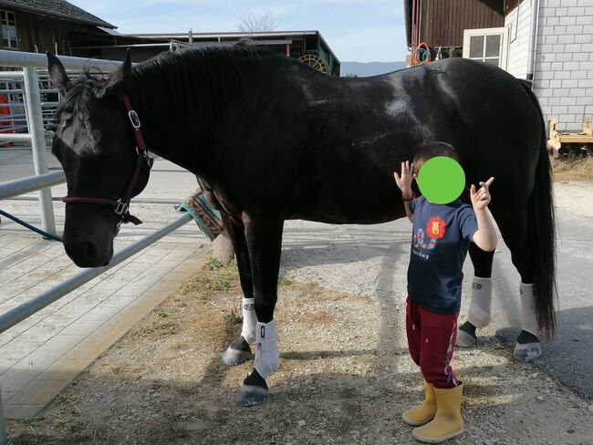 Quarter Horse Stute zu verkaufen, Chantal, Pferd kaufen, Gossliwil, Abbildung 4
