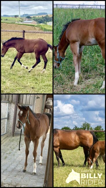 Quarter Horse Stutfohlen - bildhübsch, cool & mit erstklassiger Reining-Abstammung, Kerstin Rehbehn (Pferdemarketing Ost), Pferd kaufen, Nienburg, Abbildung 11