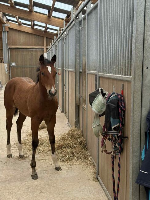 Quarter Horse Stutfohlen - bildhübsch, cool & mit erstklassiger Reining-Abstammung, Kerstin Rehbehn (Pferdemarketing Ost), Pferd kaufen, Nienburg, Abbildung 9