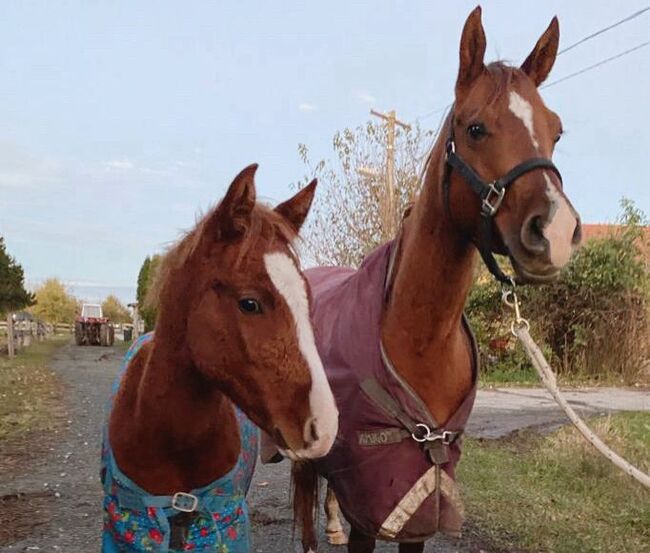 Quarter Horse Stutfohlen, Bianca , Pferd kaufen, Lutzmannsburg , Abbildung 2