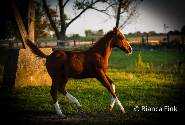 Quarter Horse Stutfohlen, Bianca , Pferd kaufen, Lutzmannsburg 