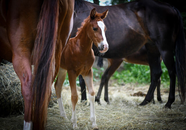 Quarter Horse Stutfohlen, Bianca , Pferd kaufen, Lutzmannsburg , Abbildung 4