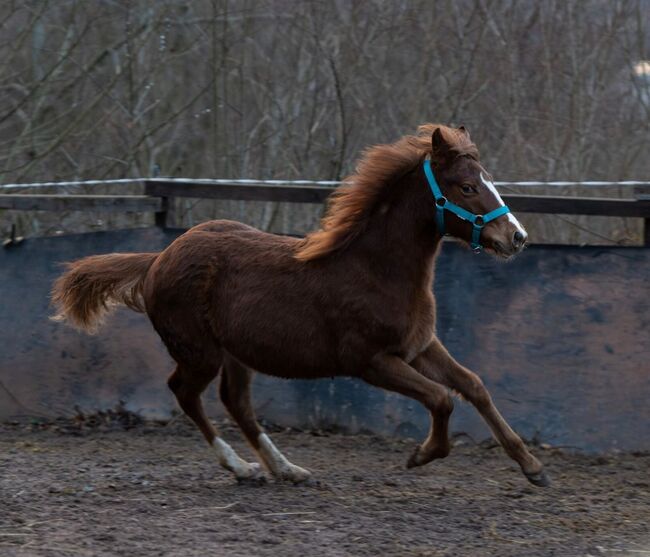 Quarter Horse Stutfohlen mit top Abstammung, Kerstin Rehbehn (Pferdemarketing Ost), Pferd kaufen, Nienburg, Abbildung 2